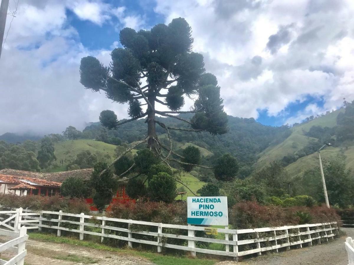 Ecohotel Pinohermoso Reserva Natural 살렌토 외부 사진